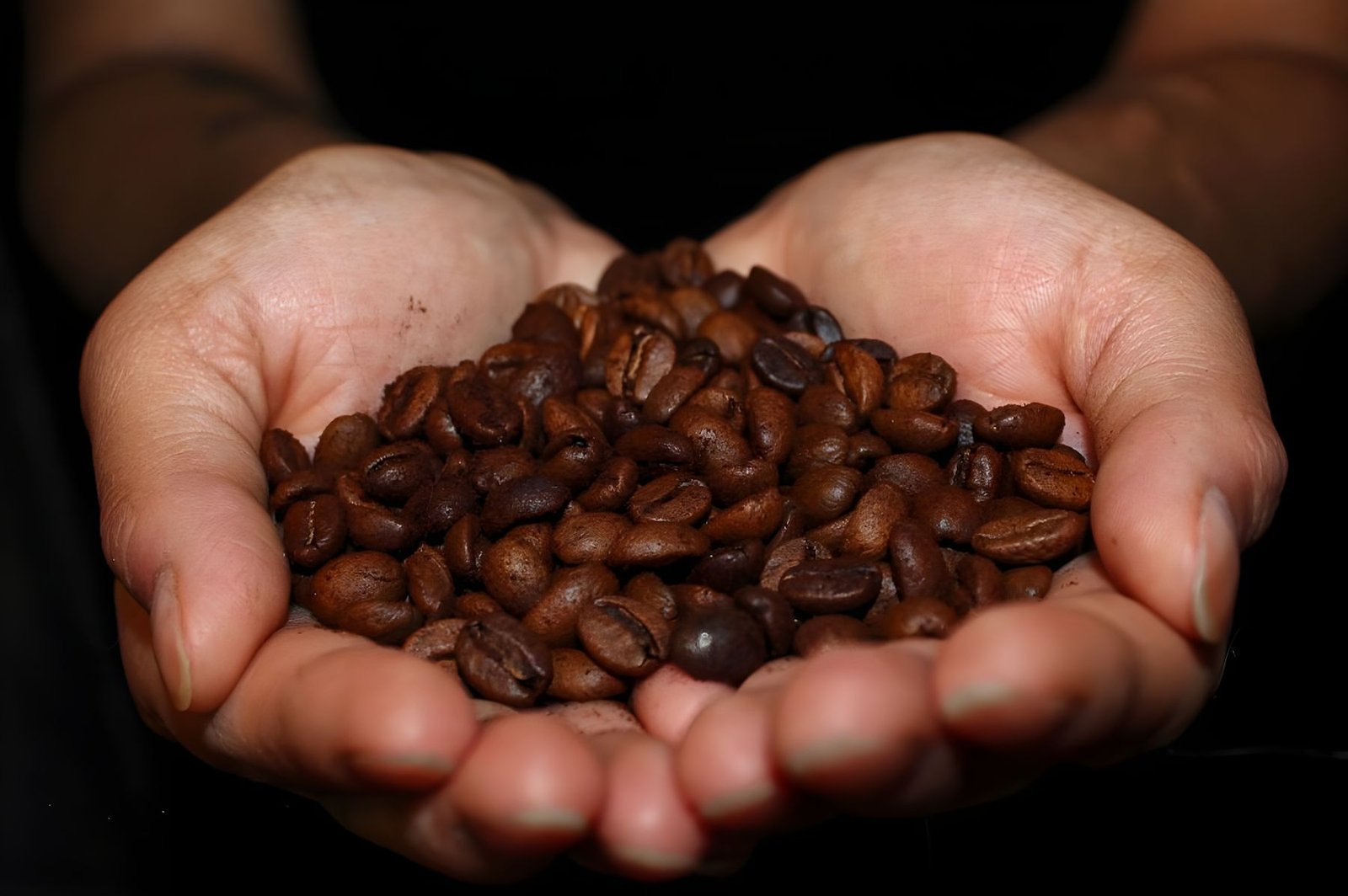 Mãos em concha segurando um punhado de grãos de café torrados