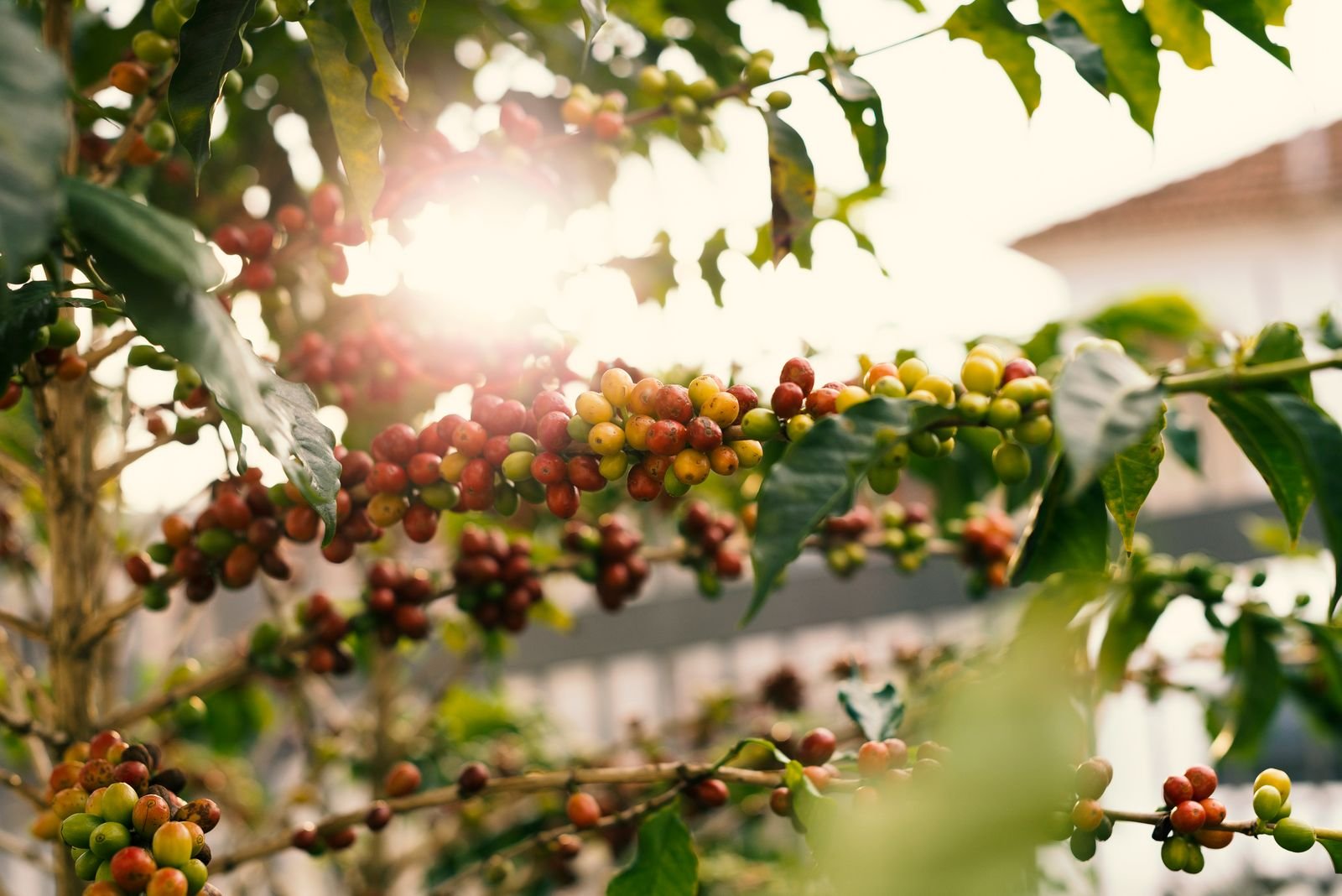 Galho de cafeeiro com frutos verdes, amarelos e vermelhos sob luz do sol