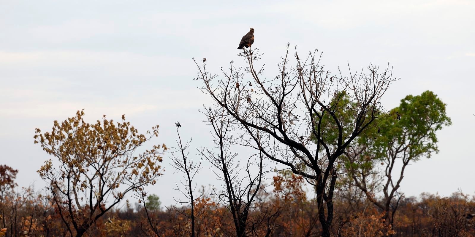Gaviao-caboclo pousado em arvore de vegetacao de cerrado atingida por queimada