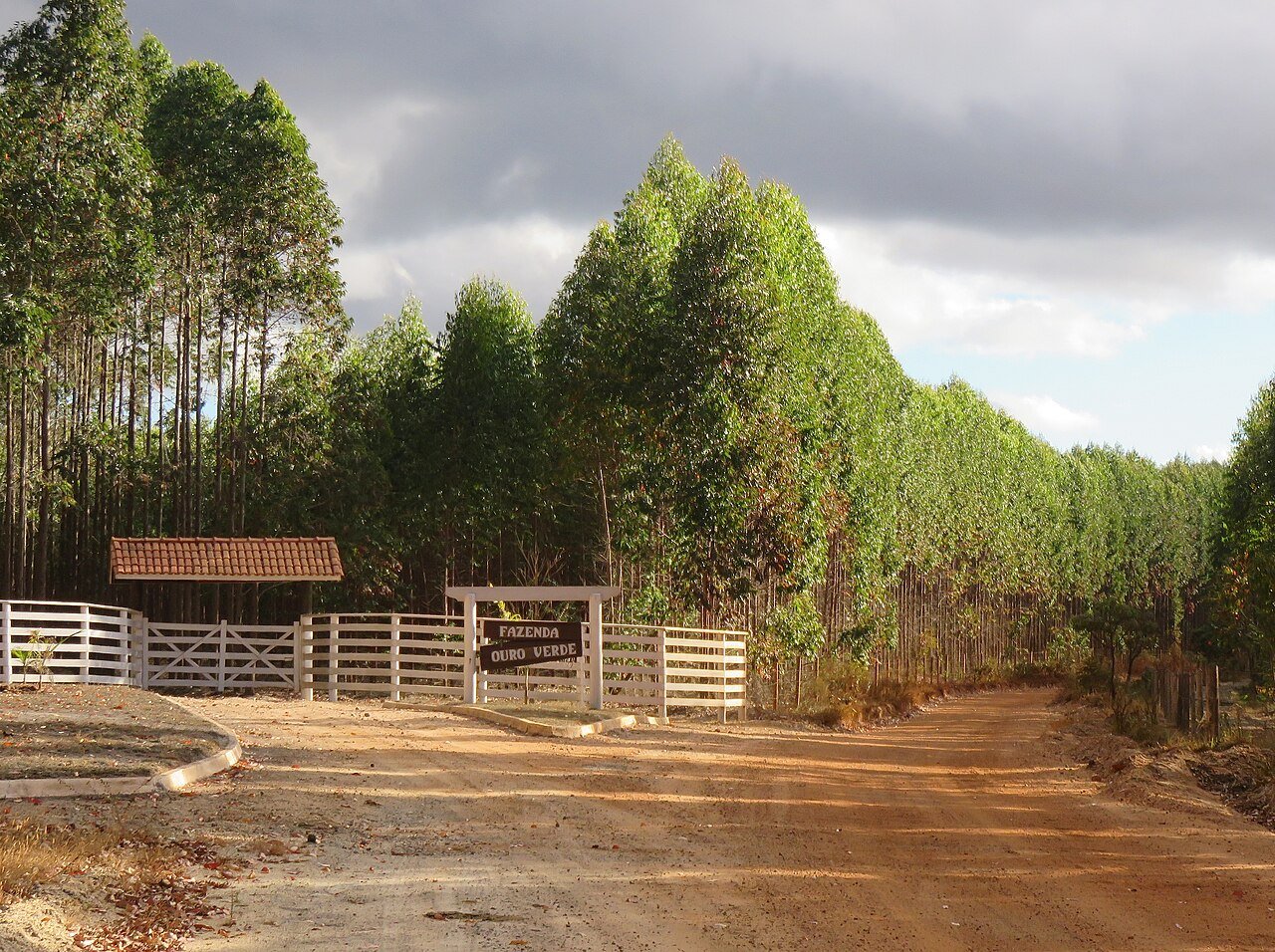 Estrada de terra vermelha cortando um plantio de eucalipto, ao lado da porteira branca de uma fazenda chamada Ouro Verde