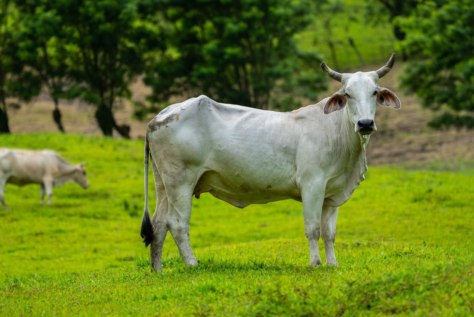 Vaca da raça nelore em pastagem verde, com árvores ao fundo