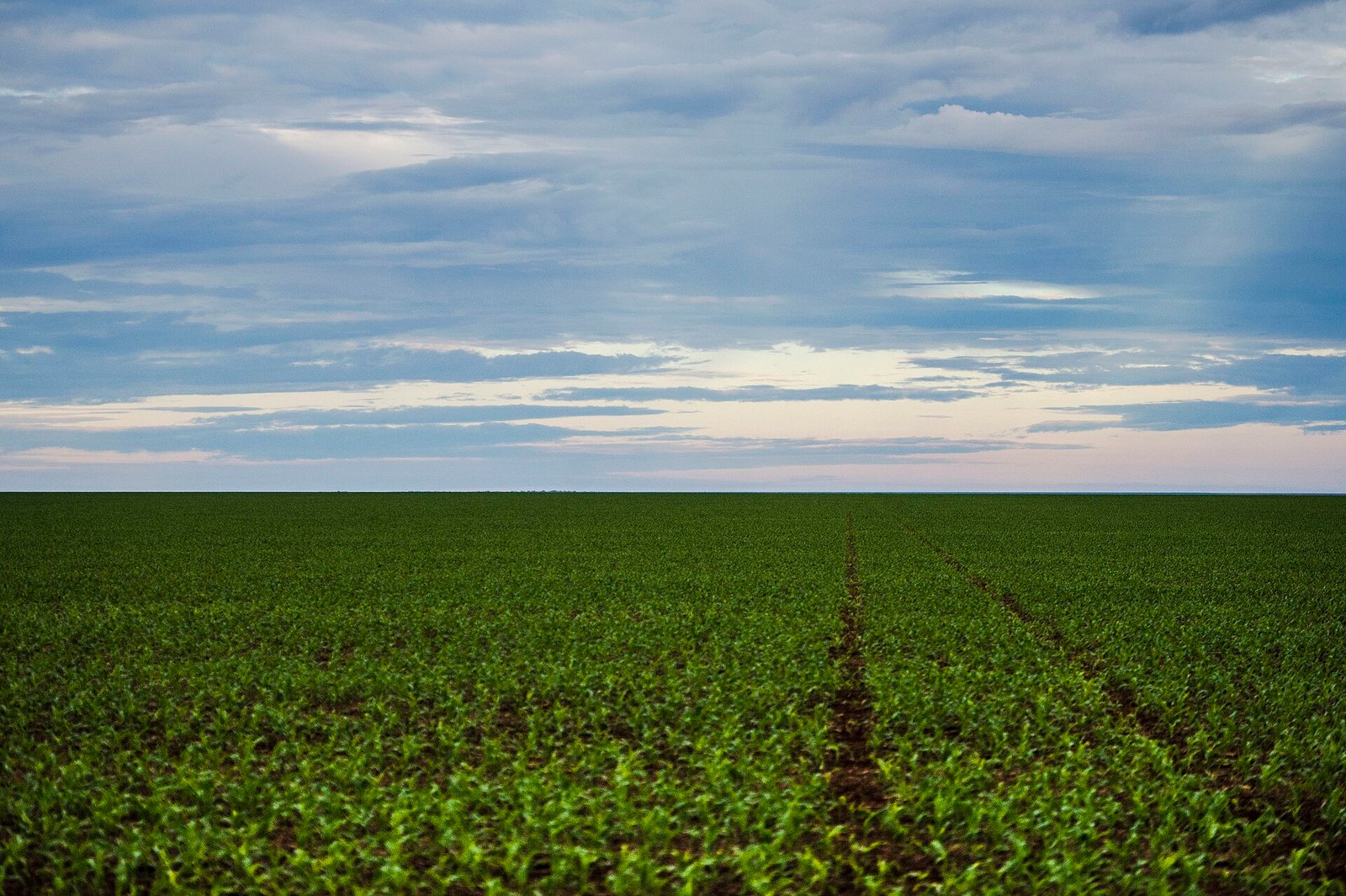 Lavoura de soja recém-emergida em linhas, com céu nublado ao fundo, em Brasnorte, Mato Grosso