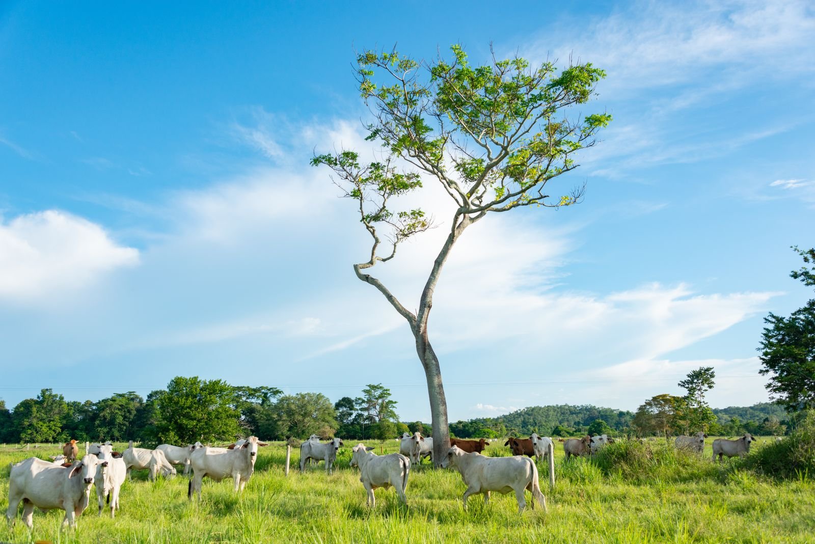 Rebanho de gado nelore em pasto com árvore ao fundo e céu azul