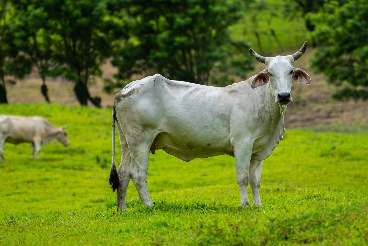 Gado nelore em pasto