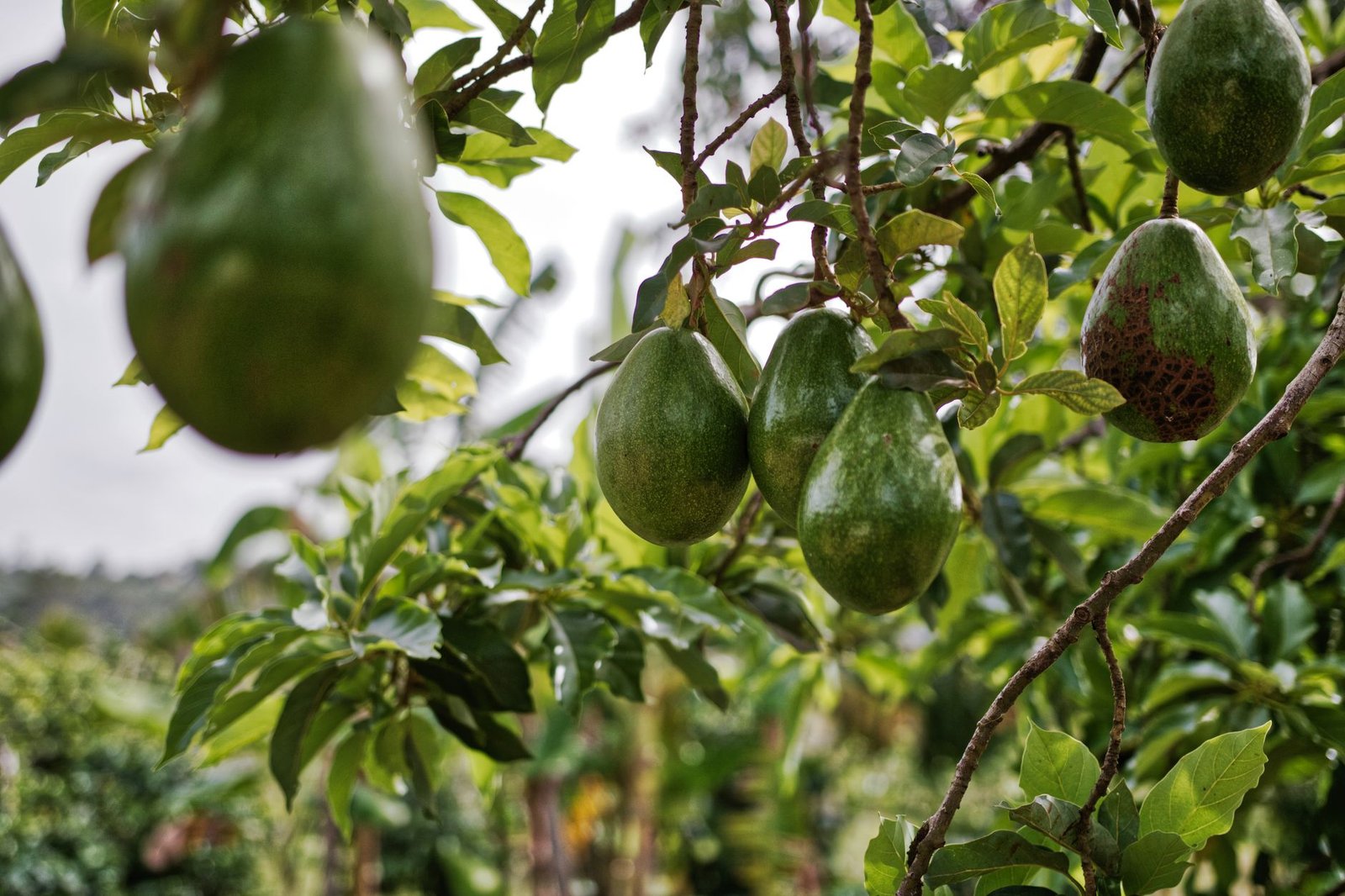 Abacates verdes pendurados em galho de abacateiro