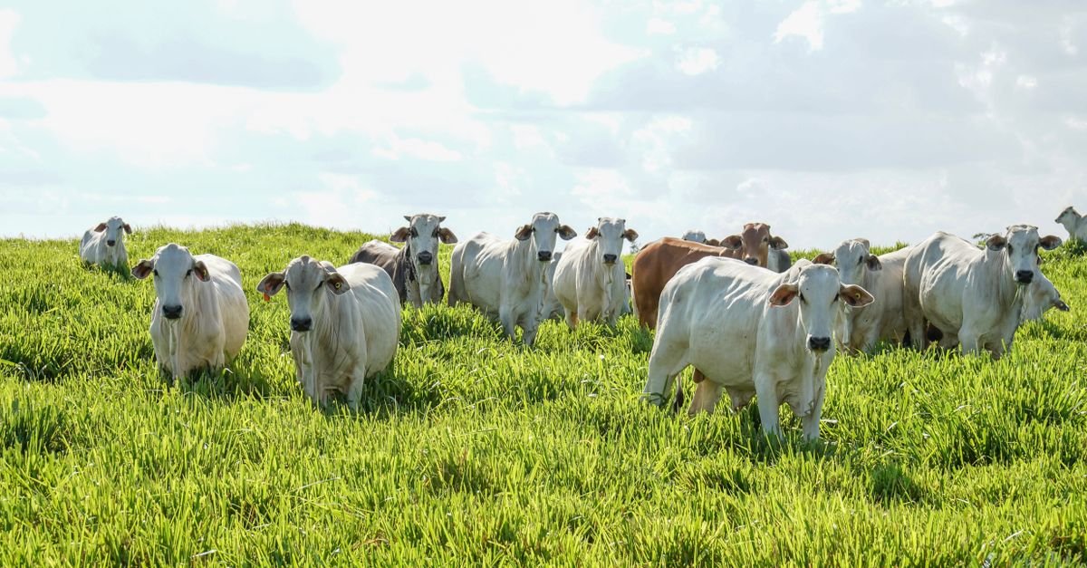 Rebanho de gado nelore branco pastando em campo verde sob céu claro