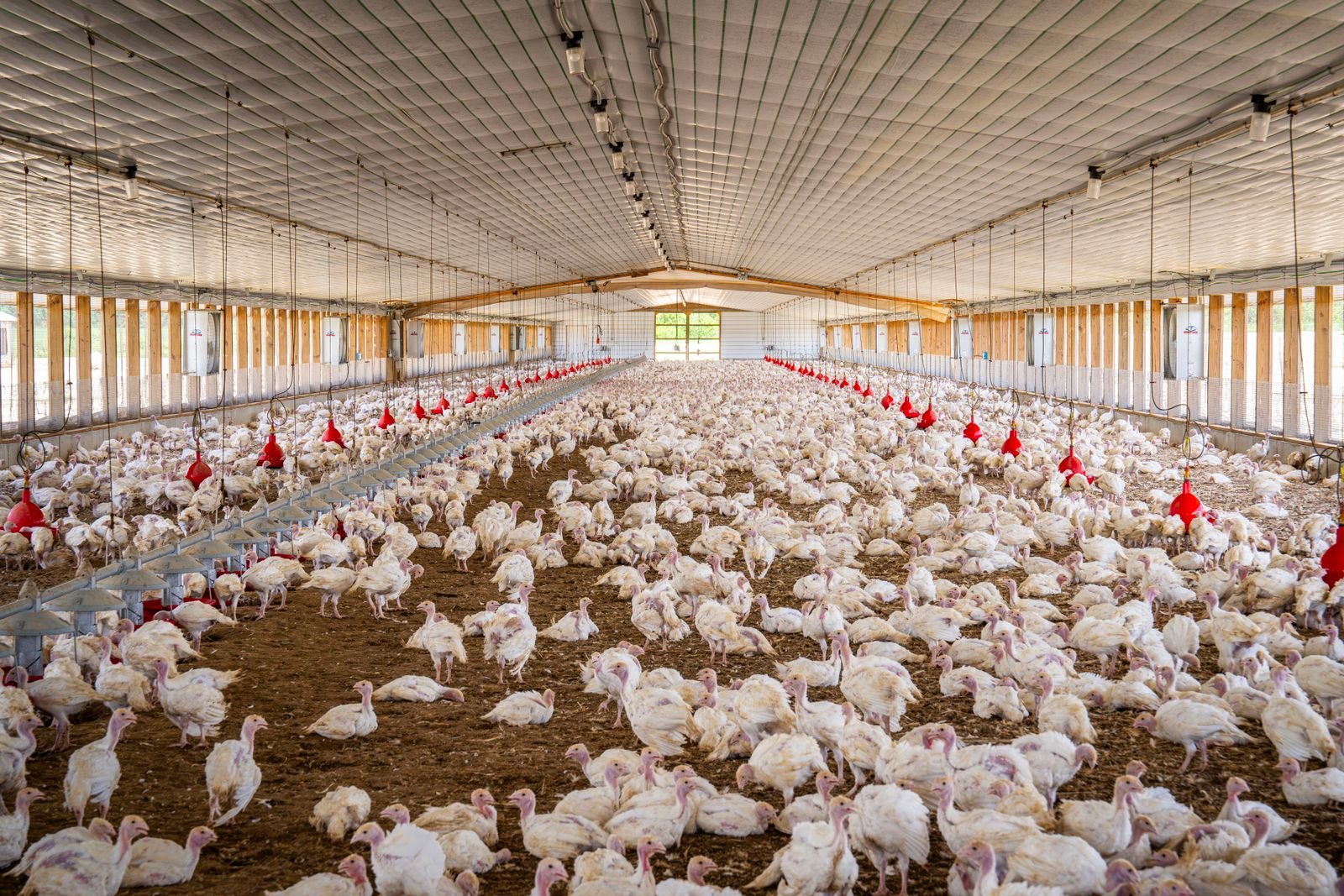 Galpão de criação comercial de perus, foto de arquivo sem relação com a granja de Nova Itaberaba