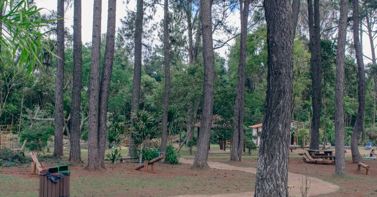 Trilha entre pinheiros em parque urbano, com mesa de piquenique ao fundo