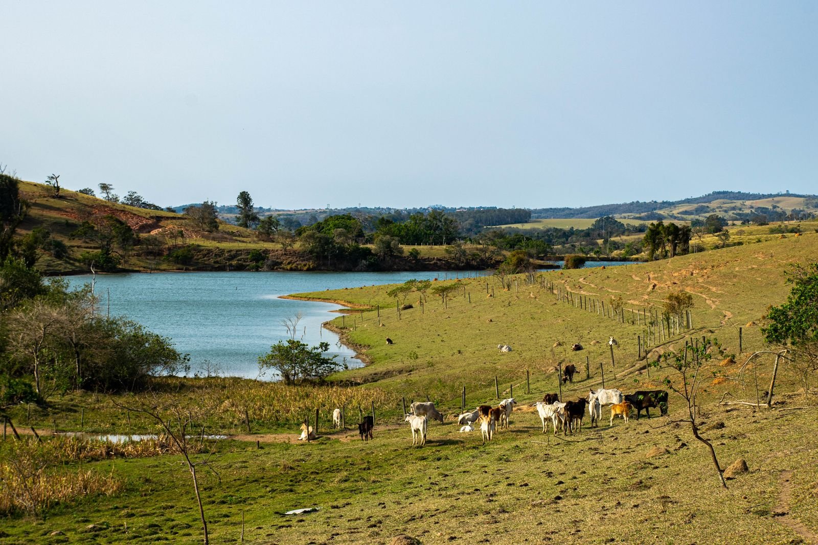 Gado pastando à beira de um lago em área rural de Campinas (foto de arquivo)