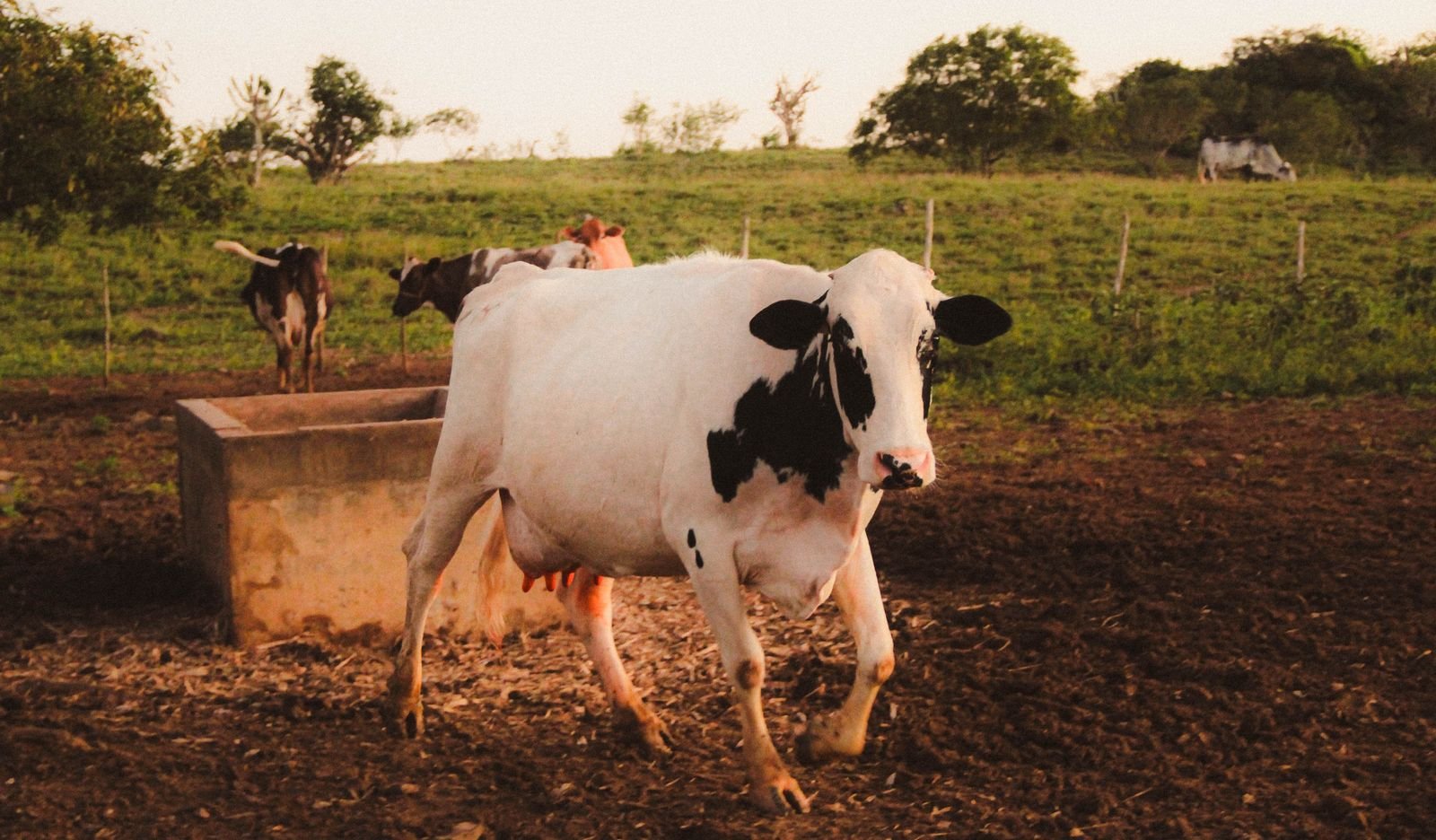 Vaca holandesa em pasto com bebedouro de concreto e outros animais ao fundo, em propriedade rural no Brasil (foto de arquivo)