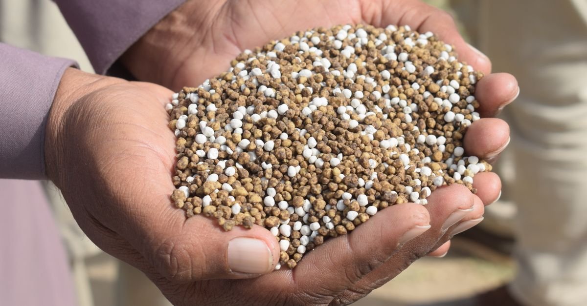 Mãos em concha seguram fertilizante granulado de coloração amarelada e branca