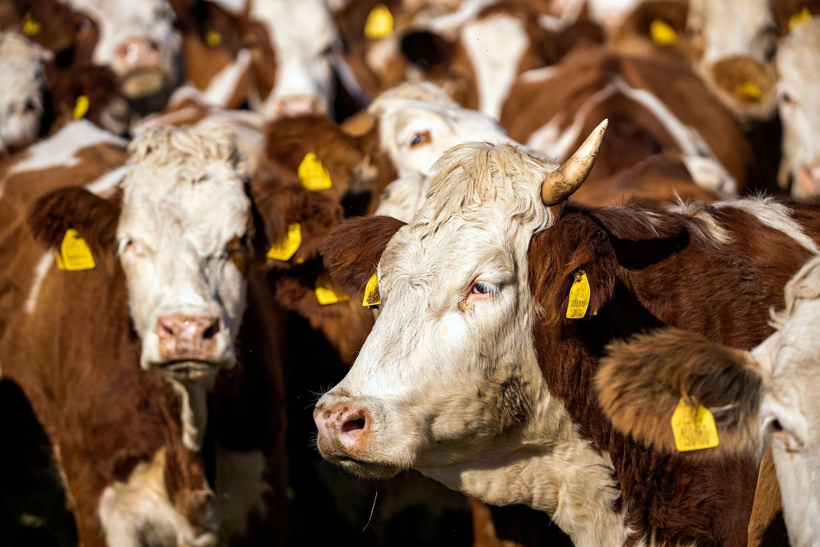 Rebanho de vacas marrons e brancas com brincos amarelos de identificação nas orelhas