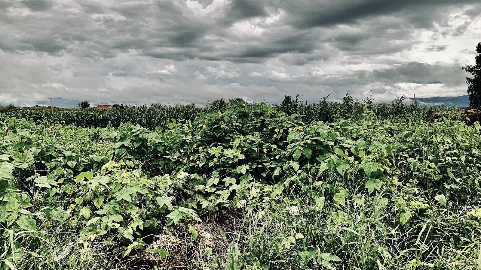 Lavoura em propriedade rural no Ceará, com plantio de milho ao fundo e céu carregado