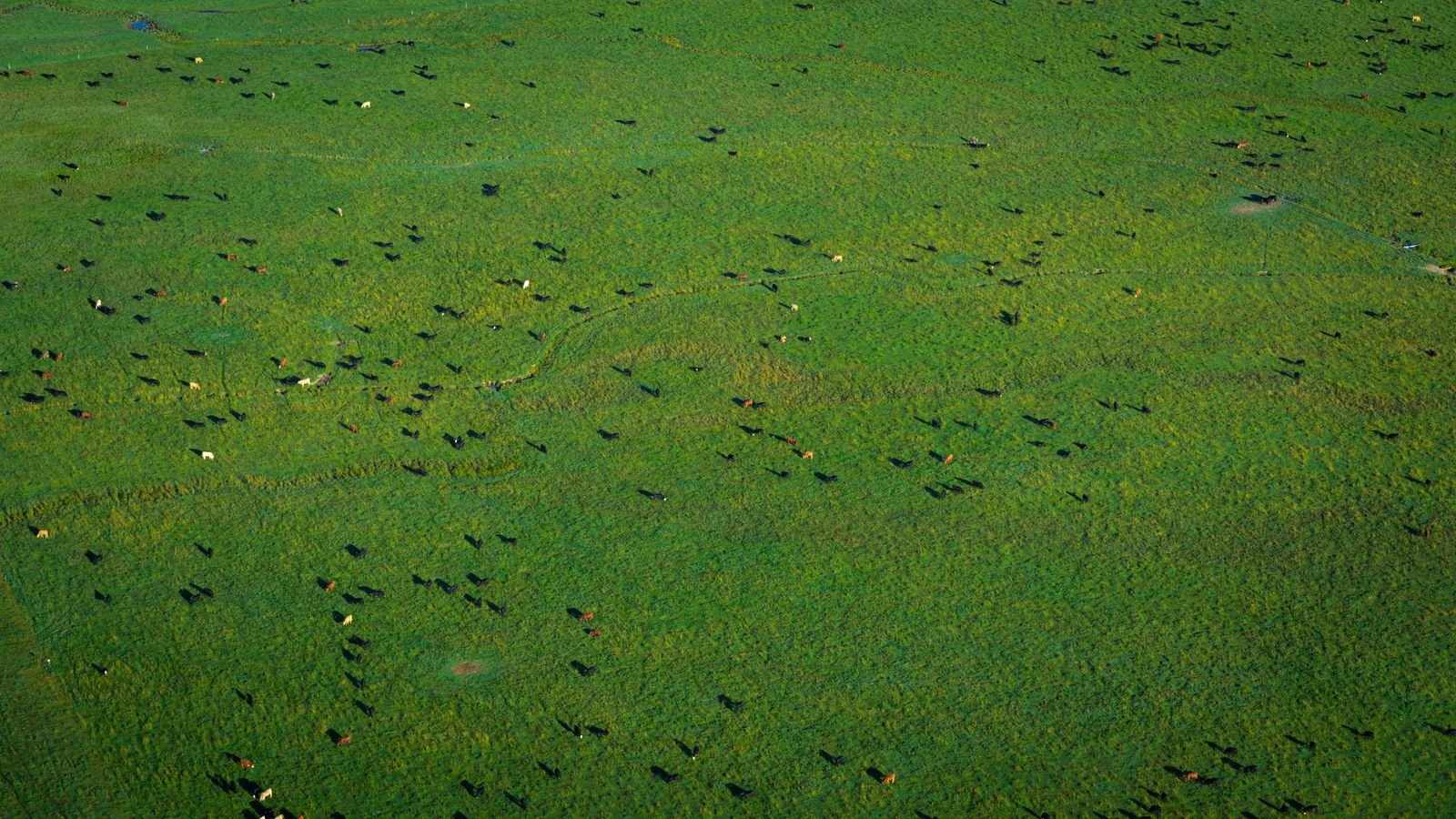Vista aérea de gado em pasto verde, foto de arquivo