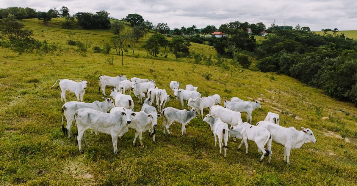 Gado em pasto de área rural no interior do Brasil